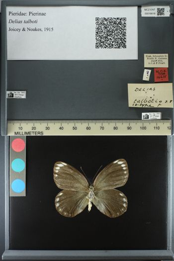 Media type: image;   Entomology 16618